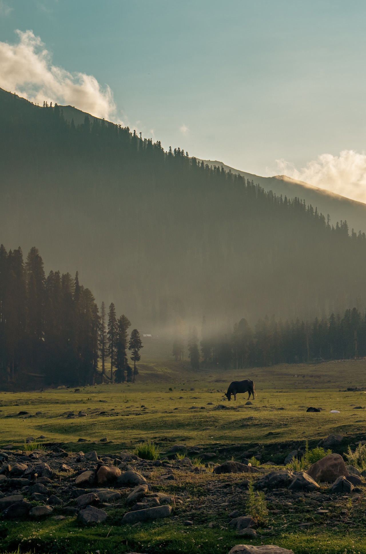 Kashmir